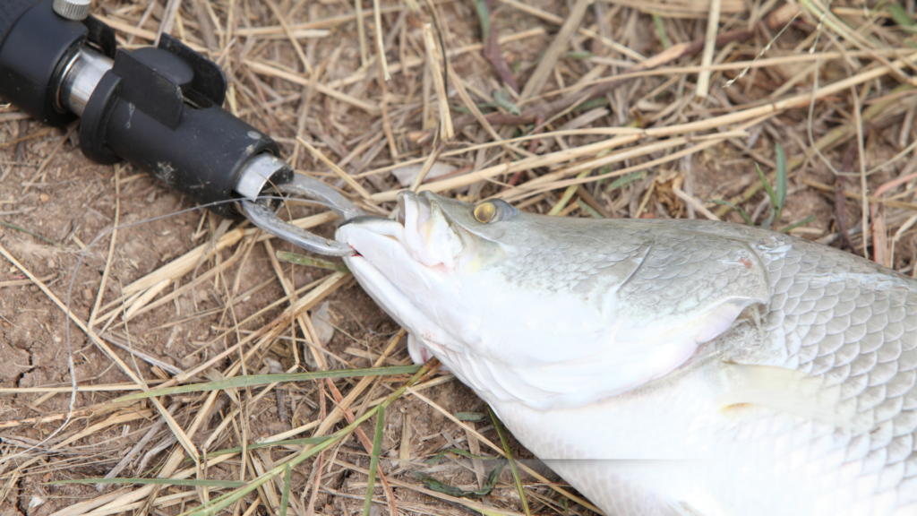 10 Melhores alicates de pesca de 2025: Guia completo com análises 1 10 Melhores alicates de pesca de 2025 Guia completo com analises